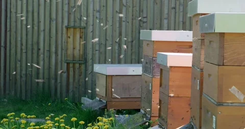 Bees flying at beehives Stock Footage 335034586