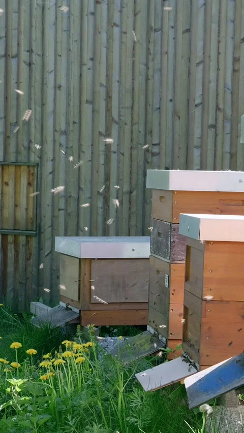 Bees flying at beehives Stock Footage 335034615