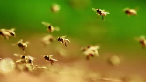Bees flying onto a beekeeping panel Stock Footage 274663736