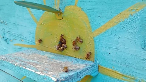 Bees flying into a blue hive with the sun. Stock Footage 243208956