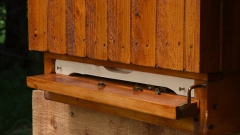 Bees flying into a brown hive Stock Footage 91287808