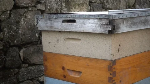 Bees flying close to the beehive Video stock 71027879