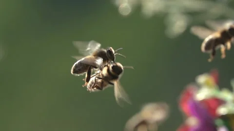 Bees flying. Encounter in flight. Stock Footage 133950734
