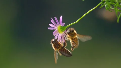 Bees, Flying on Flower. closeup view. Slow-motion. Видео 333322489