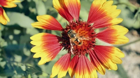 Bees flying on flower 스톡 동영상 56620062