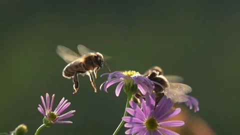 Bees, Flying on Flowers. closeup view. Slow-motion. Stock Footage 153103344