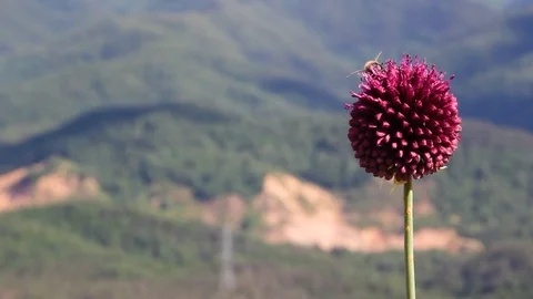 Bees Flying On Flowers With Mountains In The Background Video stock 126007837