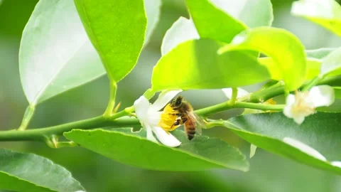 Bees flying for food on lemon tree pollen Stock-Footage 182471006