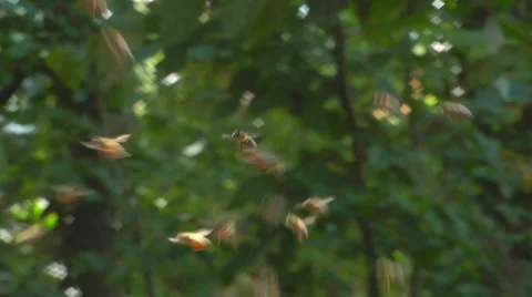 Bees flying Stock Footage 7755469