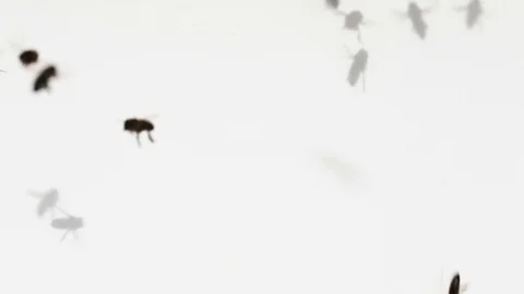 Bees flying Stock Footage 80237699