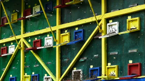 Bees flying in front of the beehive 1/4 Stock Footage 51110914