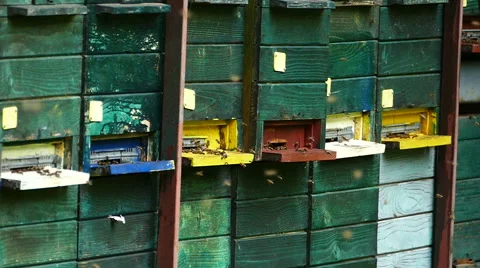 Bees flying in front of the beehive 2/4 Stock-Footage 51110349