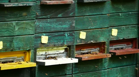 Bees flying in front of the beehive 3/4 Stock Footage 51112980