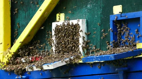 Bees flying in front of the beehive 4/4 Video stock 51111611