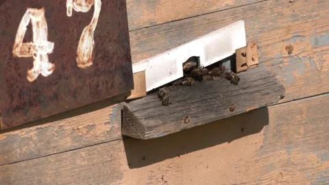 Bees flying in front of a beehive Stock Footage 129132997