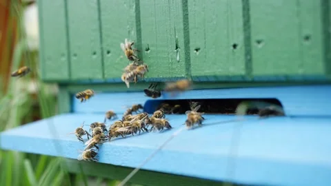 Bees flying in front of green bee hive box detail slow motion Stock Footage 136362527