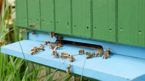 Bees flying in front of green bee hive box detail Stock Footage 136362546