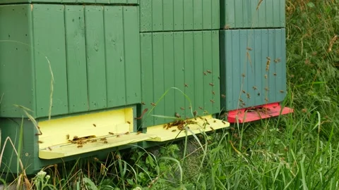 Bees flying in front of three green bee hive boxes Stock Footage 136362572
