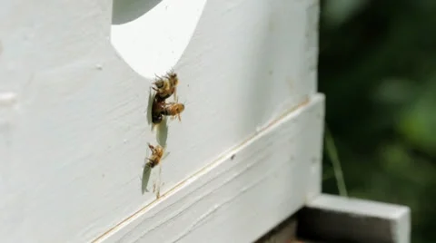 Bees Flying into Hive CU in slow motion Stock Footage 39223018