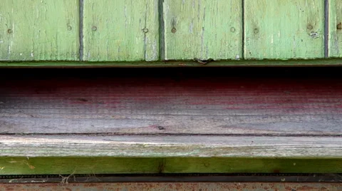 Bees flying into the hive Stock Footage 36537825