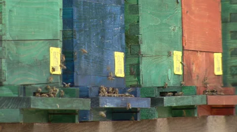 Bees flying into the hive Stock-Footage 39660723