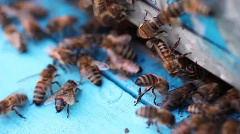Bees flying into a hive Video stock 65840563