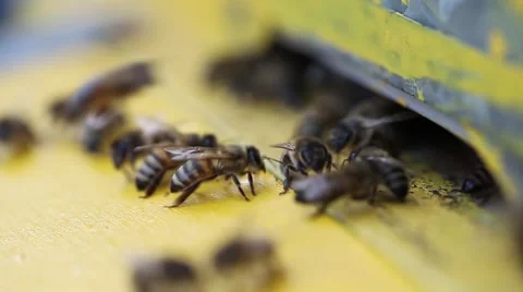 Bees flying into a hive Video stock 65841154