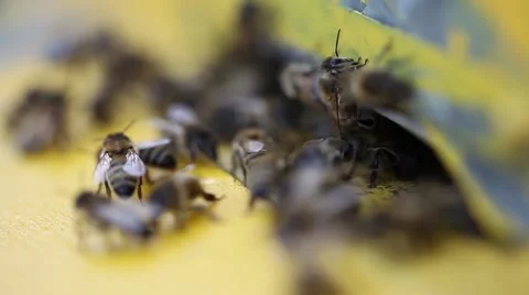 Bees flying into a hive Video stock 65888567