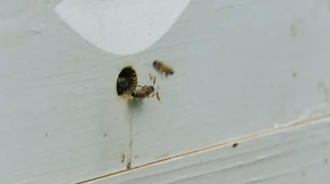 Bees Flying into Hive MS Real Time Stock Footage 39223518