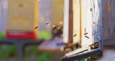 Bees Flying into Hive with Pollen Stock Footage 275621504