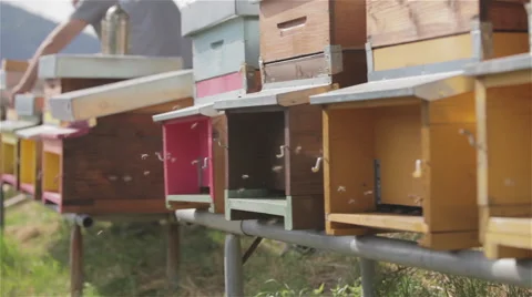 Bees flying in hives 01 Stock Footage 54236050
