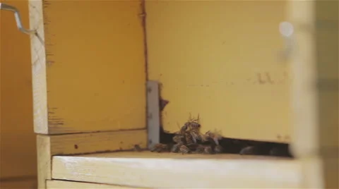 Bees flying in hives 02 Stock Footage 54236070