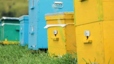 Bees flying to the hives in the at the apiary 動画素材 143172849