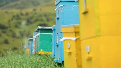 Bees flying to the hives in the at the apiary Stock Footage 143172869