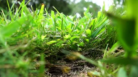 Bees flying im and out of hole in lawn mixed grass side view Stock Footage 66558691