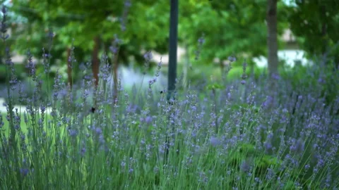 Bees flying on Levanders Stock Footage 232757166