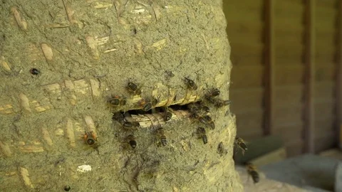 Bees flying in a men made beehive [Slomo]  Stock Footage 74057050