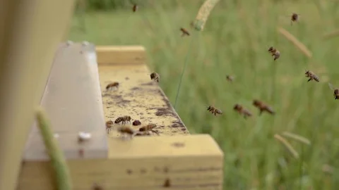 Bees Flying Near Trap Stock Footage 118973931