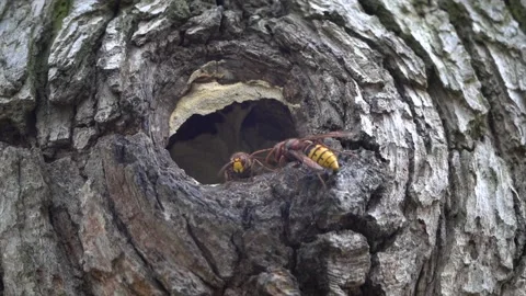 Bees flying into a nest in a tree Stock Footage 146370662