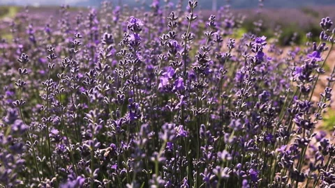 Bees flying from one lavender flower to another Stock Footage 136597881