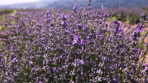 Bees flying from one lavender flower to another Stock Footage 136598741