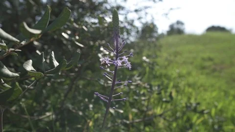 Bees flying over and around a flower Stock Footage 81860160