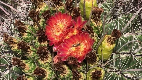 Bees Flying Over Cactus Flowers 스톡 동영상 79696937