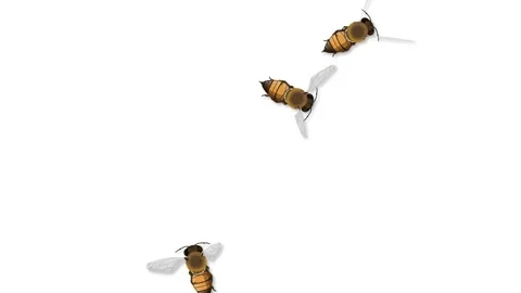Bees Flying Over Changing Background Stock Footage 300163100