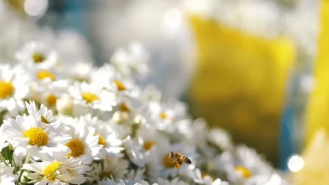Bees flying over daisy flowers, A Bee Collects Nectar In The Daisy Flowers And F Video stock 82365218