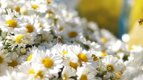 Bees flying over daisy flowers, A Bee Collects Nectar In The Daisy Flowers And F Stock Footage 82367009