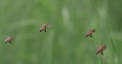 Bees flying over grass Stock-Footage 295190651