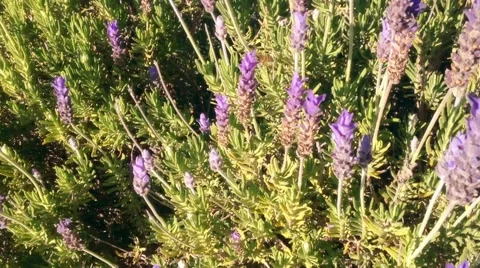 Bees flying over lavender bushes Stock Footage 45534086
