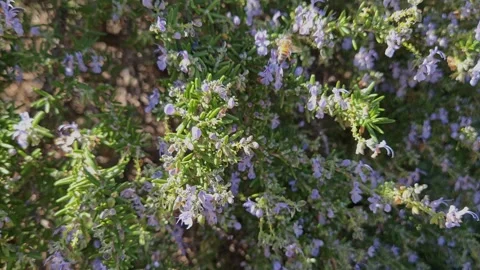 Bees flying over the plant with violet flowers Stock Footage 274093415