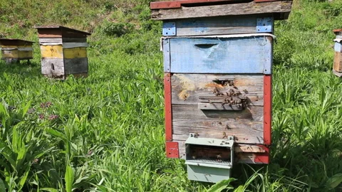 Bees flying over their house 스톡 동영상 131375345